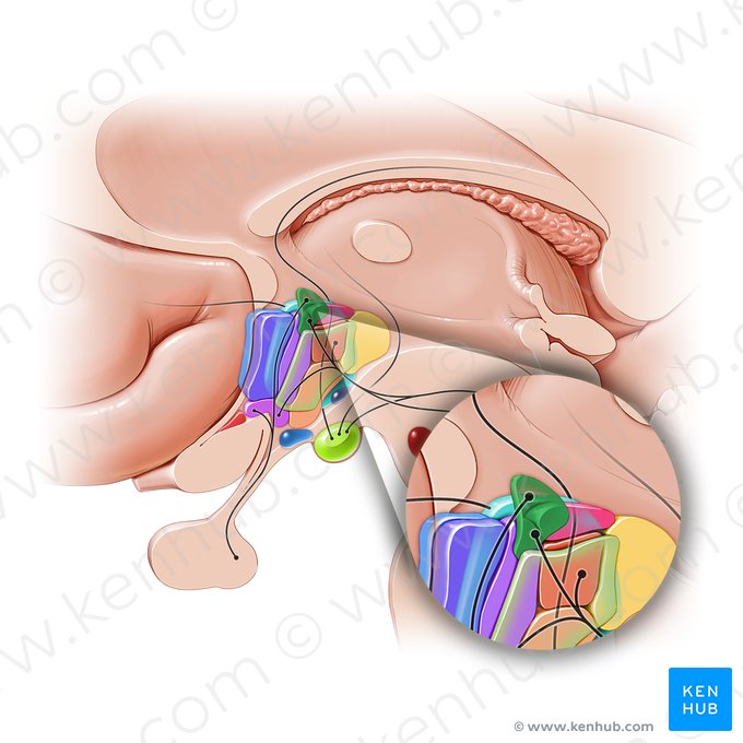 Núcleo paraventricular do hipotálamo (Nucleus paraventricularis hypothalami); Imagem: Paul Kim