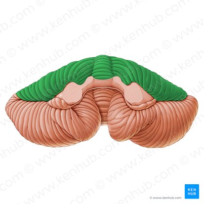 Lóbulo anterior del cerebelo (Lobus anterior cerebelli); Imagen: Paul Kim
