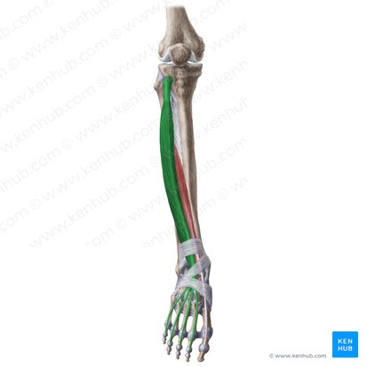 Extensor digitorum longus muscle (Musculus extensor digitorum longus); Image: Liene Znotina