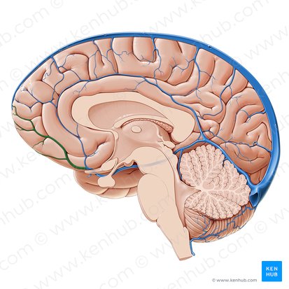 Vena cerebral anterior (Vena anterior cerebri); Imagen: Paul Kim