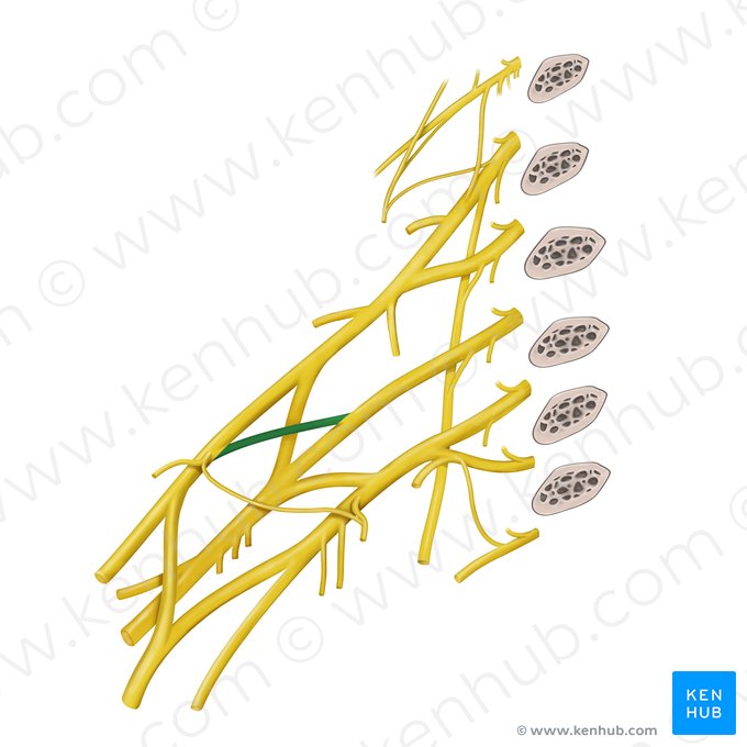 División anterior del tronco medio del plexo braquial (Divisio anterior trunci medii plexus brachialis); Imagen: Begoña Rodriguez