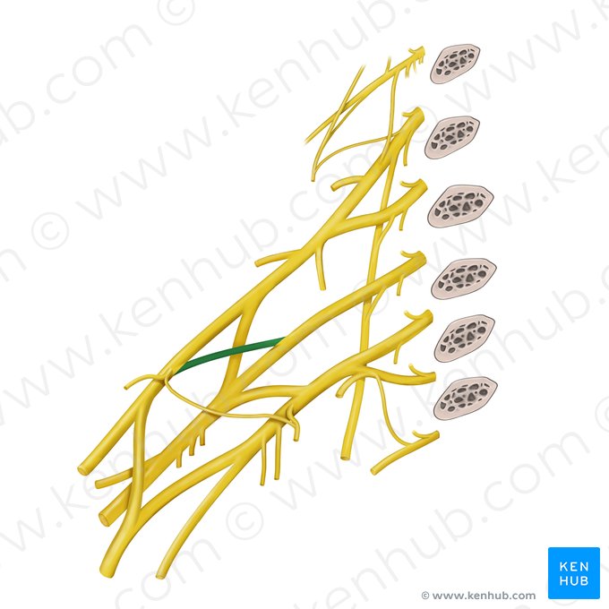 Division antérieure du tronc moyen du plexus brachial (Divisio anterior trunci medii plexus brachialis); Image : Paul Kim