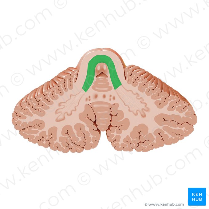 Pedúnculo crebeloso superior (Pedunculus cerebellaris superior); Imagen: Paul Kim