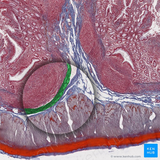 Lamina muscularis mucosae (Muskelschicht der Schleimhaut); Bild: 