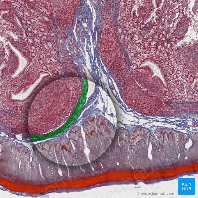 Muscularis mucosae (Lamina muscularis mucosae); Image: 