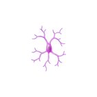 Microglia