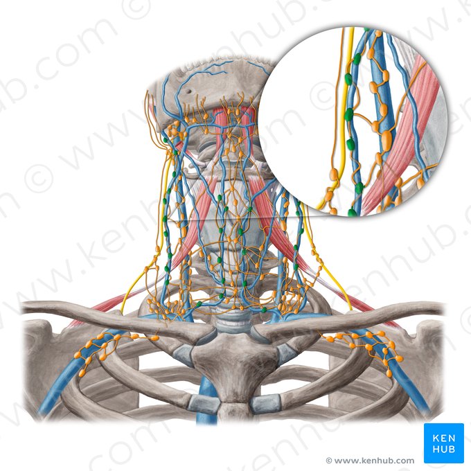 Linfonodos cervicais superficiais (Nodi lymphoidei cervicales superficiales); Imagem: Yousun Koh