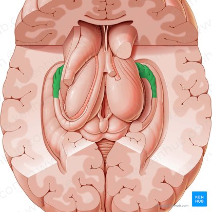 Hippocampus; Bild: Paul Kim