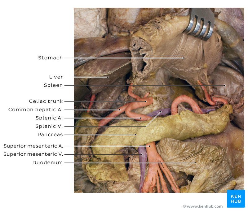 Omental bursa in a cadaver