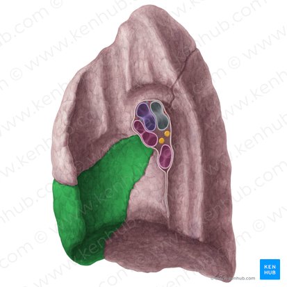 Lobus medius pulmonis dextri (Mittellappen der rechten Lunge); Bild: Yousun Koh