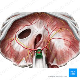 Aorta abdominal (Aorta abdominalis); Imagen: Stephan Winkler