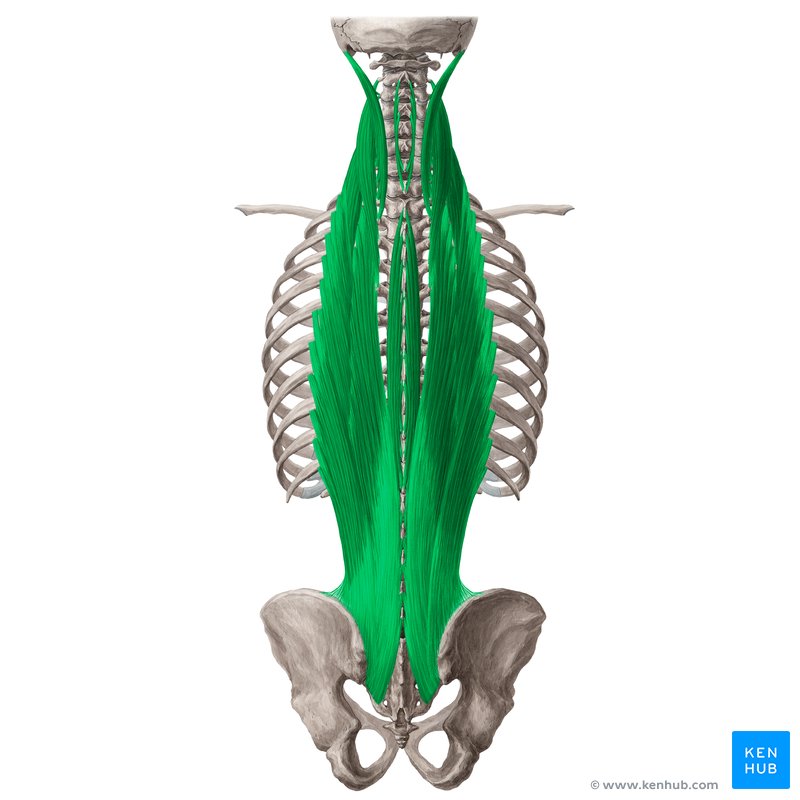 Erector spinae Attachments, innervation and function Kenhub