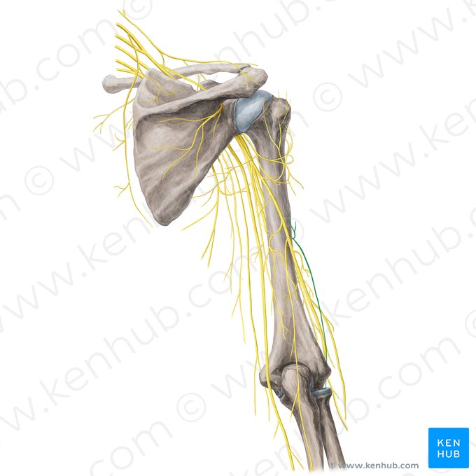 Nervus cutaneus lateralis inferior brachii (Unterer seitlicher Hautnerv des Oberarms); Bild: Yousun Koh