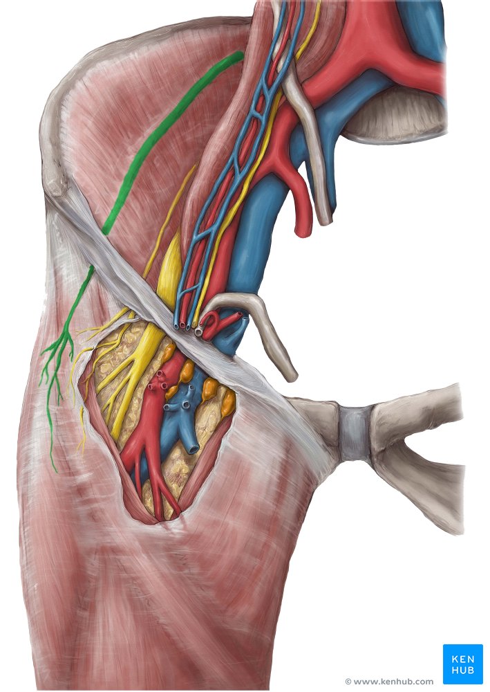 The anatomy of the lateral femoral cutaneous nerve Kenhub