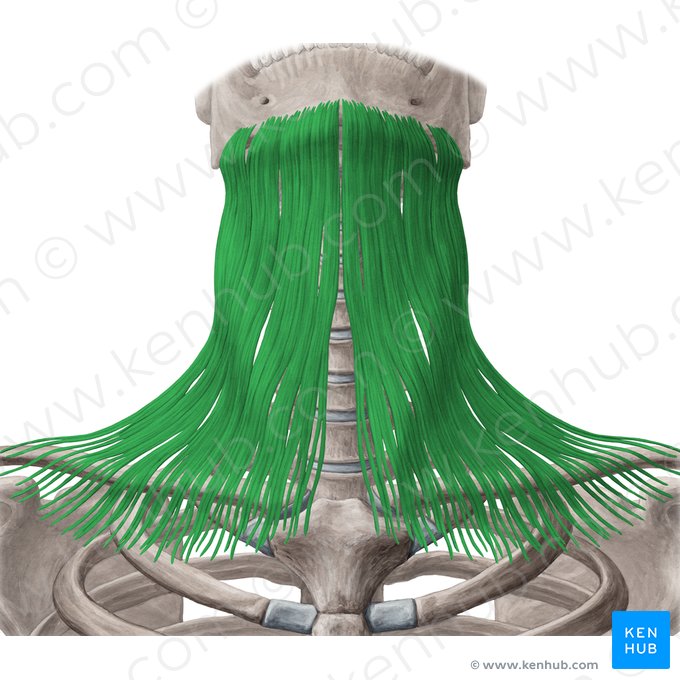 Musculus platysma (Platysma); Bild: Yousun Koh