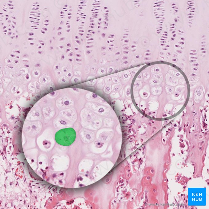 Hypertrophic chondrocyte (Chondrocytus hypertrophicus); Image: 