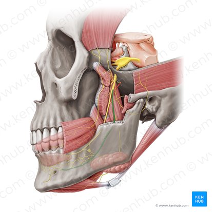 Inferior alveolar nerve (Nervus alveolaris inferior); Image: Paul Kim