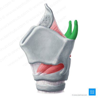 Superior horn of thyroid cartilage (Cornu superius cartilaginis thyroideae); Image: Yousun Koh