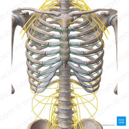 Nervi intercostales 2-7 (2.-7. Zwischenrippennerven); Bild: Yousun Koh