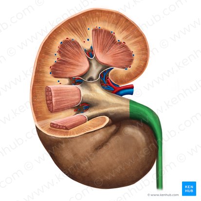 Ureter (Harnleiter); Bild: Irina Münstermann