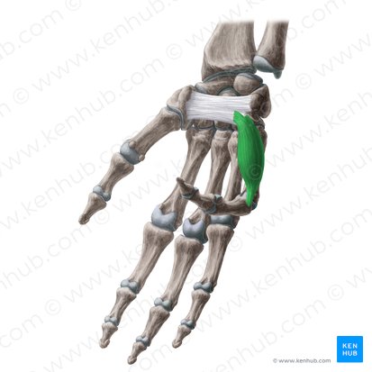 Músculo flexor curto do dedo mínimo da mão (Musculus flexor digiti minimi brevis manus); Imagem: Yousun Koh