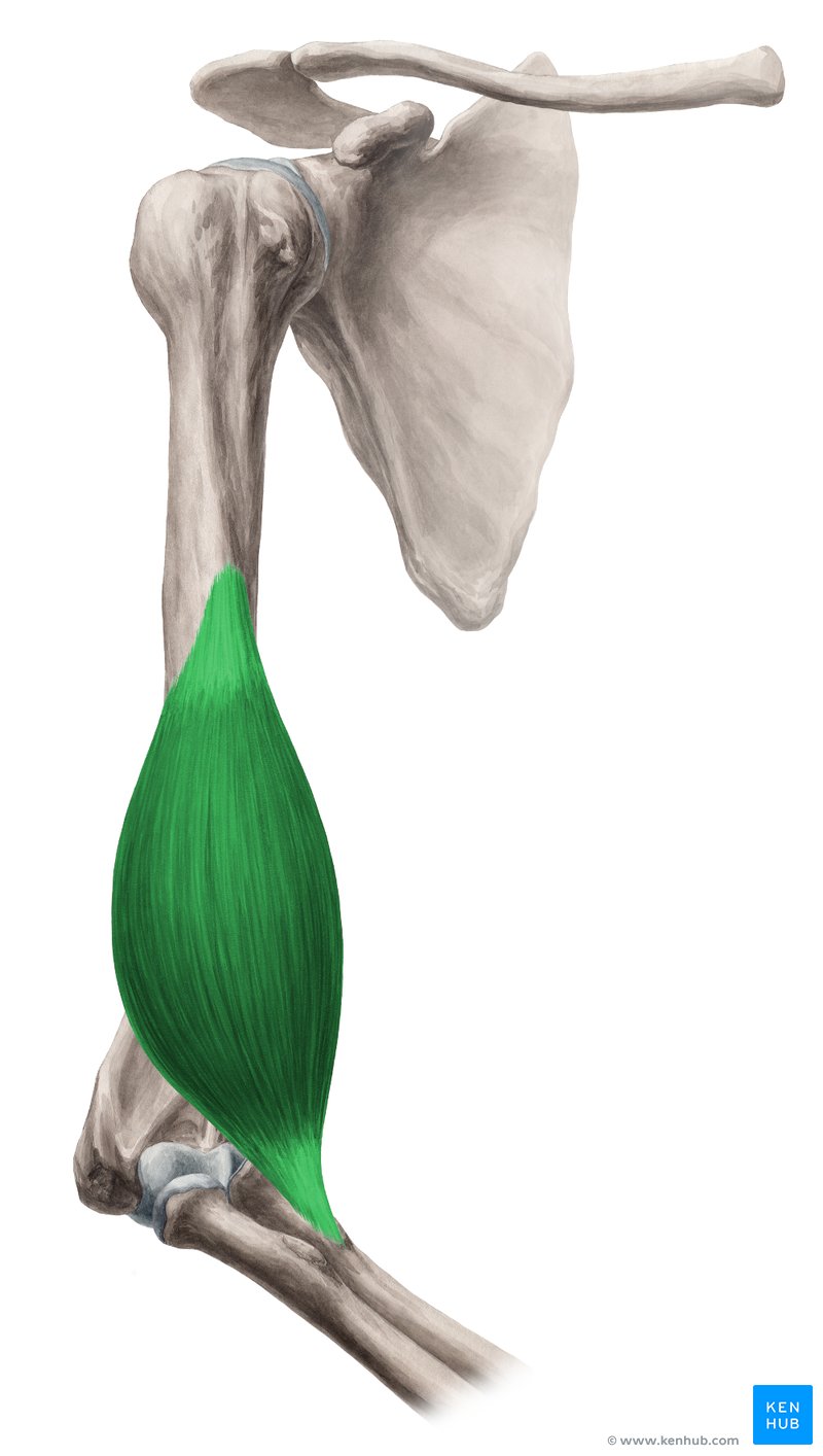 Músculo Braquial - vista anterior (verde)