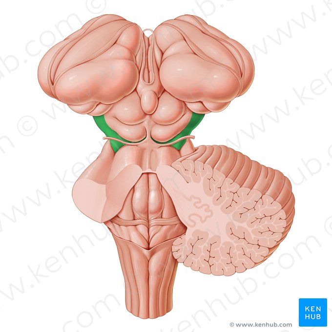 Pédoncule cérébral (Pedunculus cerebri); Image : Paul Kim