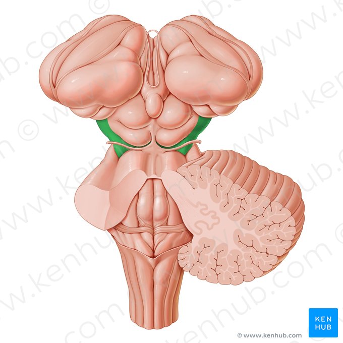 Cerebral peduncle (Pedunculus cerebri); Image: Paul Kim