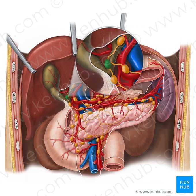 Cystic lymph node (Nodus lymphoideus cysticus); Image: Esther Gollan