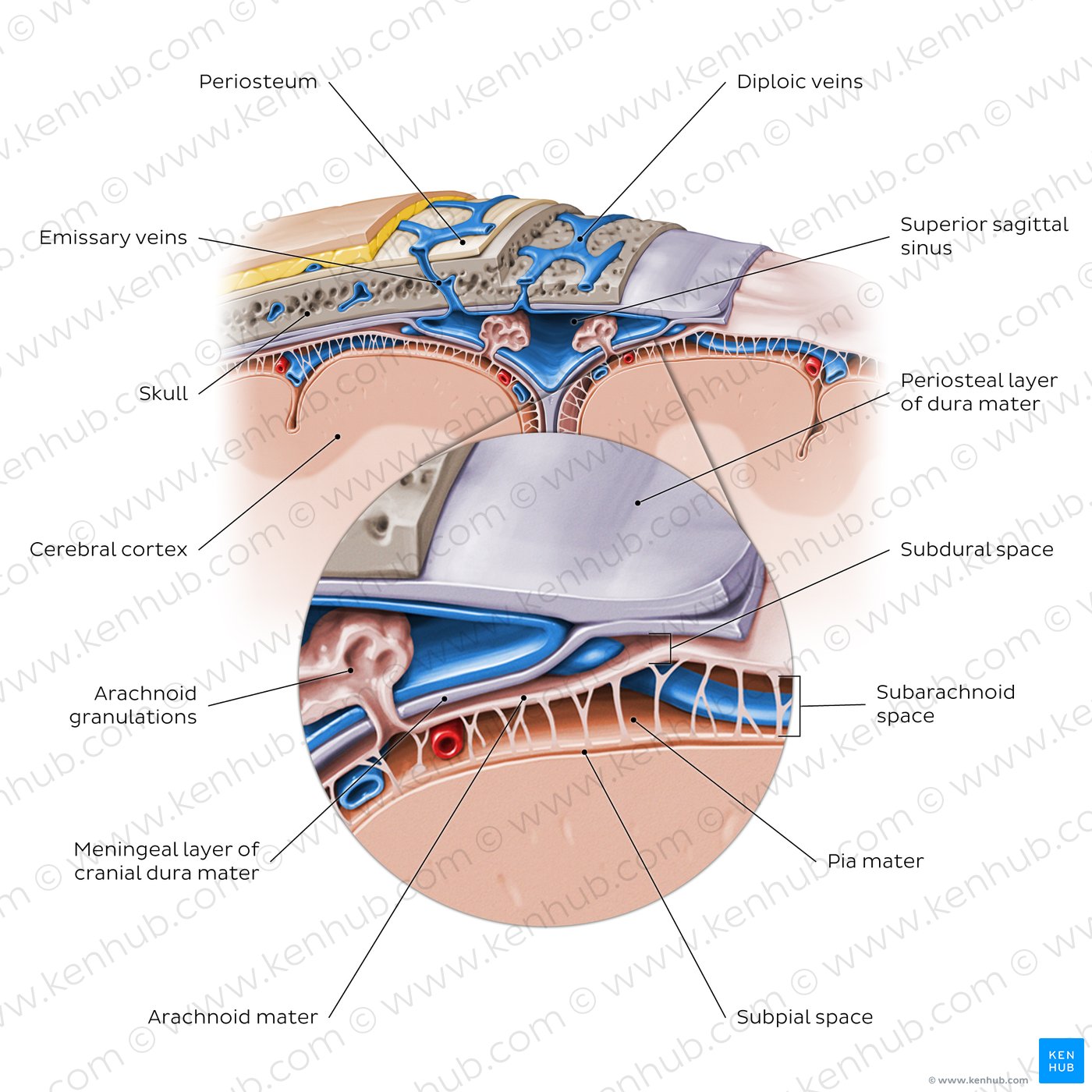 Meninges of the brain (coronal section)