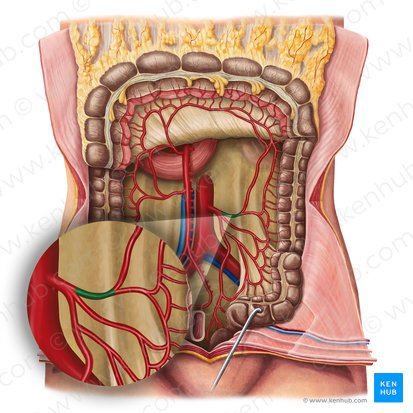 Artéria cólica esquerda (Arteria colica sinistra); Imagem: Irina Münstermann