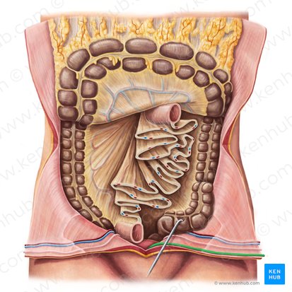 Median umbilical fold (Plica umbilicalis mediana); Image: Irina Münstermann