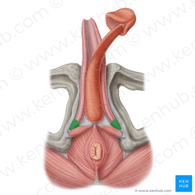 Ischiocavernosus muscle (male) (Musculus ischiocavernosus (masculinus)); Image: Samantha Zimmerman