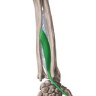 Musculus extensor pollicis longus