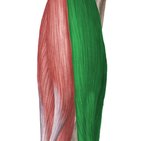 Musculus biceps femoris