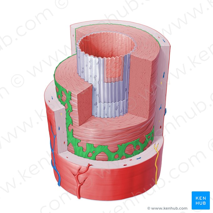 Lâmina elástica externa de artéria (Membrana elastica externa arteriae); Imagem: Paul Kim