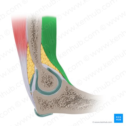 Musculus brachialis (Oberarmmuskel); Bild: Paul Kim