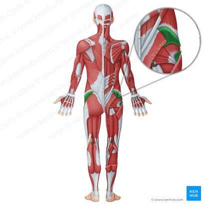 Gluteus medius muscle (Musculus gluteus medius); Image: Irina Münstermann