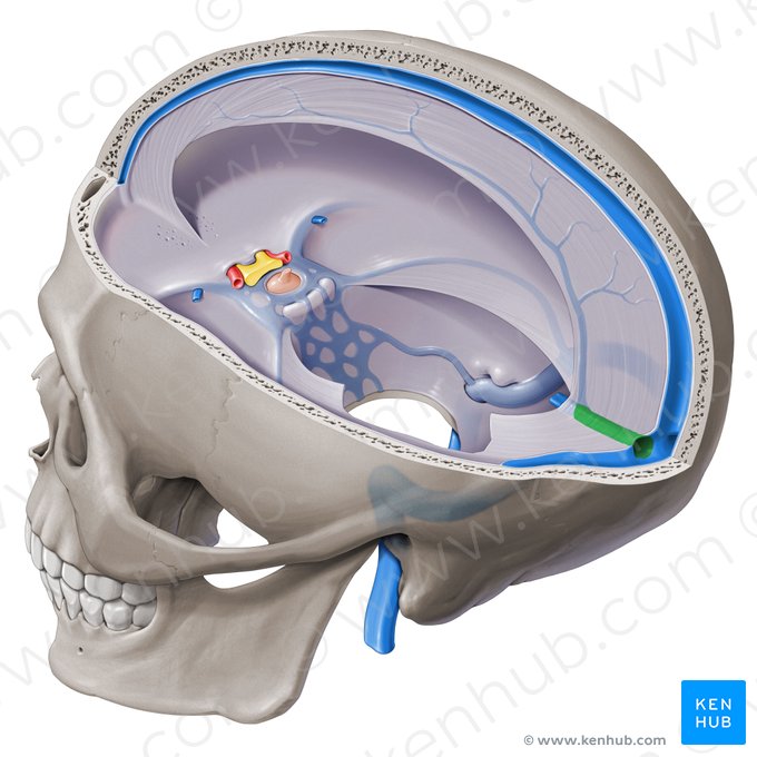 Straight sinus (Sinus rectus); Image: Paul Kim