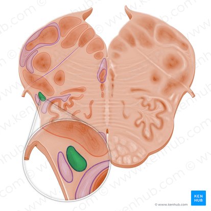 Spinothalamic tract (Tractus spinothalamicus); Image: Paul Kim