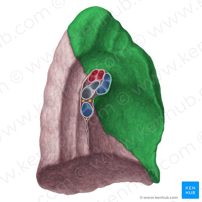 Lóbulo superior del pulmón izquierdo (Lobus superior pulmonis sinistri); Imagen: Yousun Koh