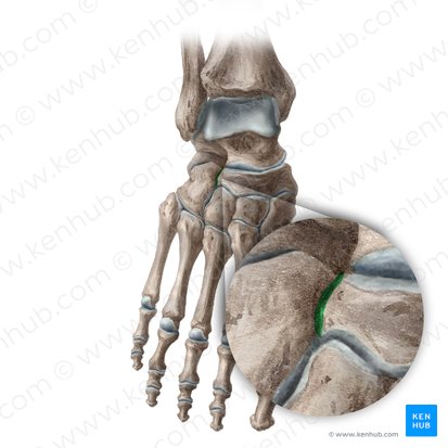 Articulação cuboideonavicular (Articularis cuboideonavicularis); Imagem: Liene Znotina