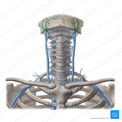 Vena facialis (Gesichtsvene); Bild: Yousun Koh