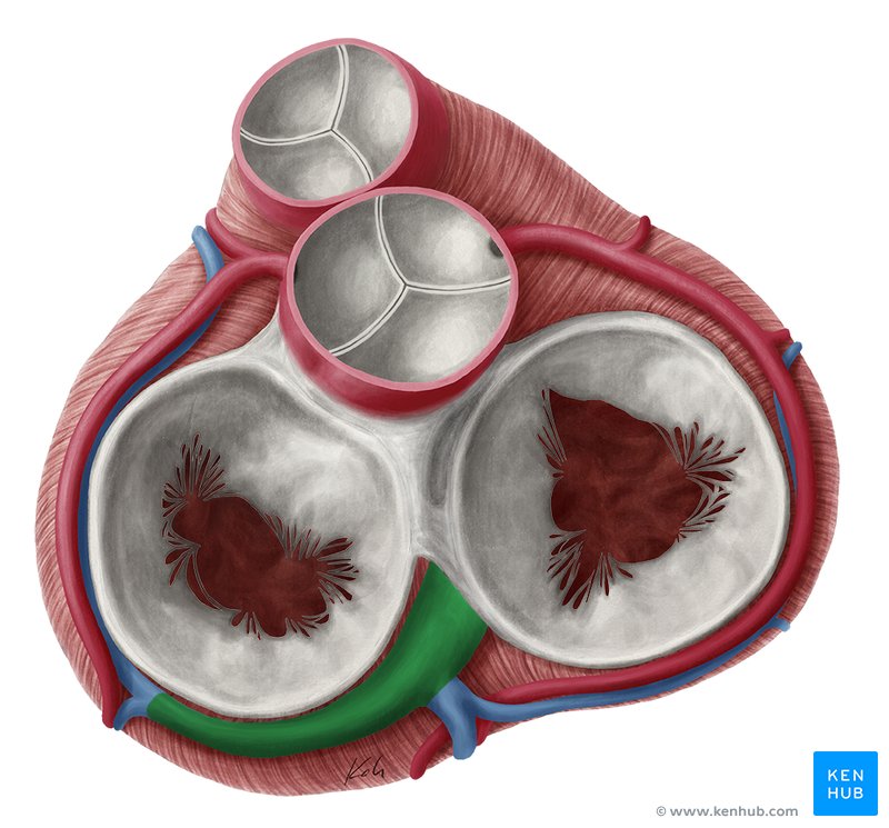 Coronary sinus (sinus coronarius)