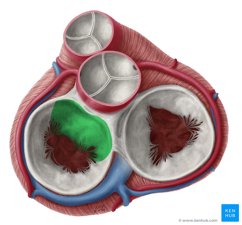 Anterior cusp of mitral valve - cranial view