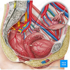 Artéria obturatória esquerda (Arteria obturatoria sinistra); Imagem: Irina Münstermann