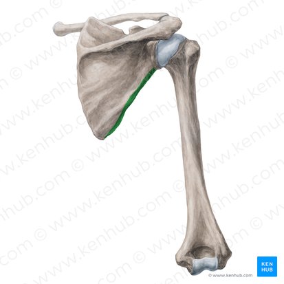 Margem lateral da escápula (Margo lateralis scapulae); Imagem: Yousun Koh