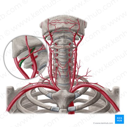 Arteria lingual (Arteria lingualis); Imagen: Yousun Koh