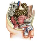 Introduction to the male pelvic cavity