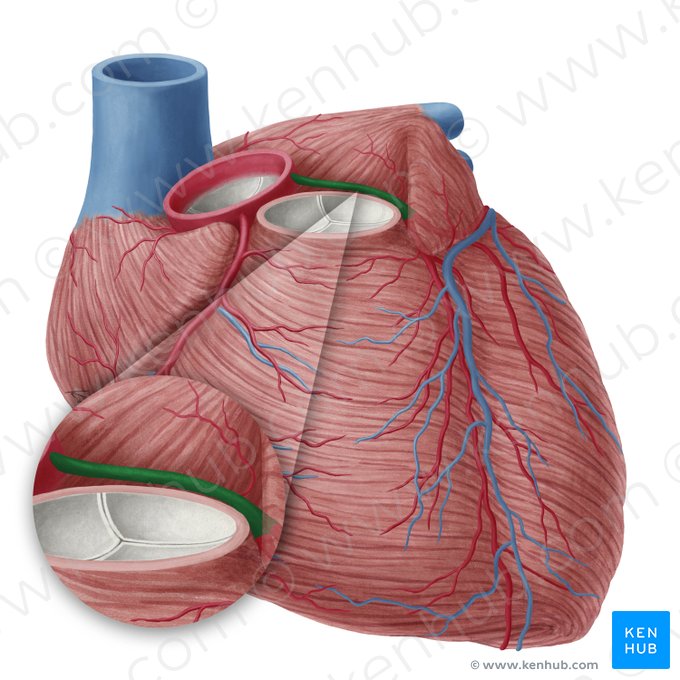 Artère coronaire gauche (Arteria coronaria sinistra); Image : Yousun Koh